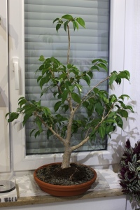 Ficus Benjamini